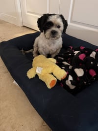 Purebred Hypoallergeni Shihtzu Chip - Photo 3