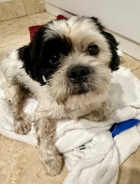 Purebred Hypoallergeni Shihtzu Chip - Photo 4