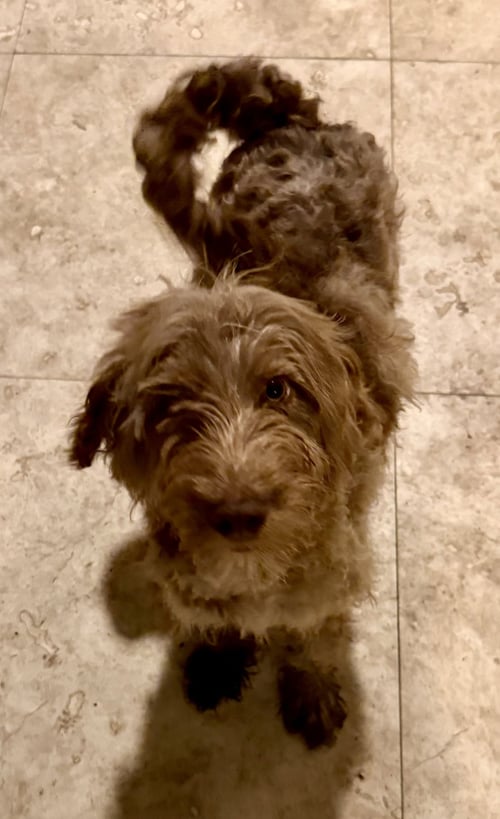 HYPOALLERGENIC LABRADOODLE PUPPY BOY BISC