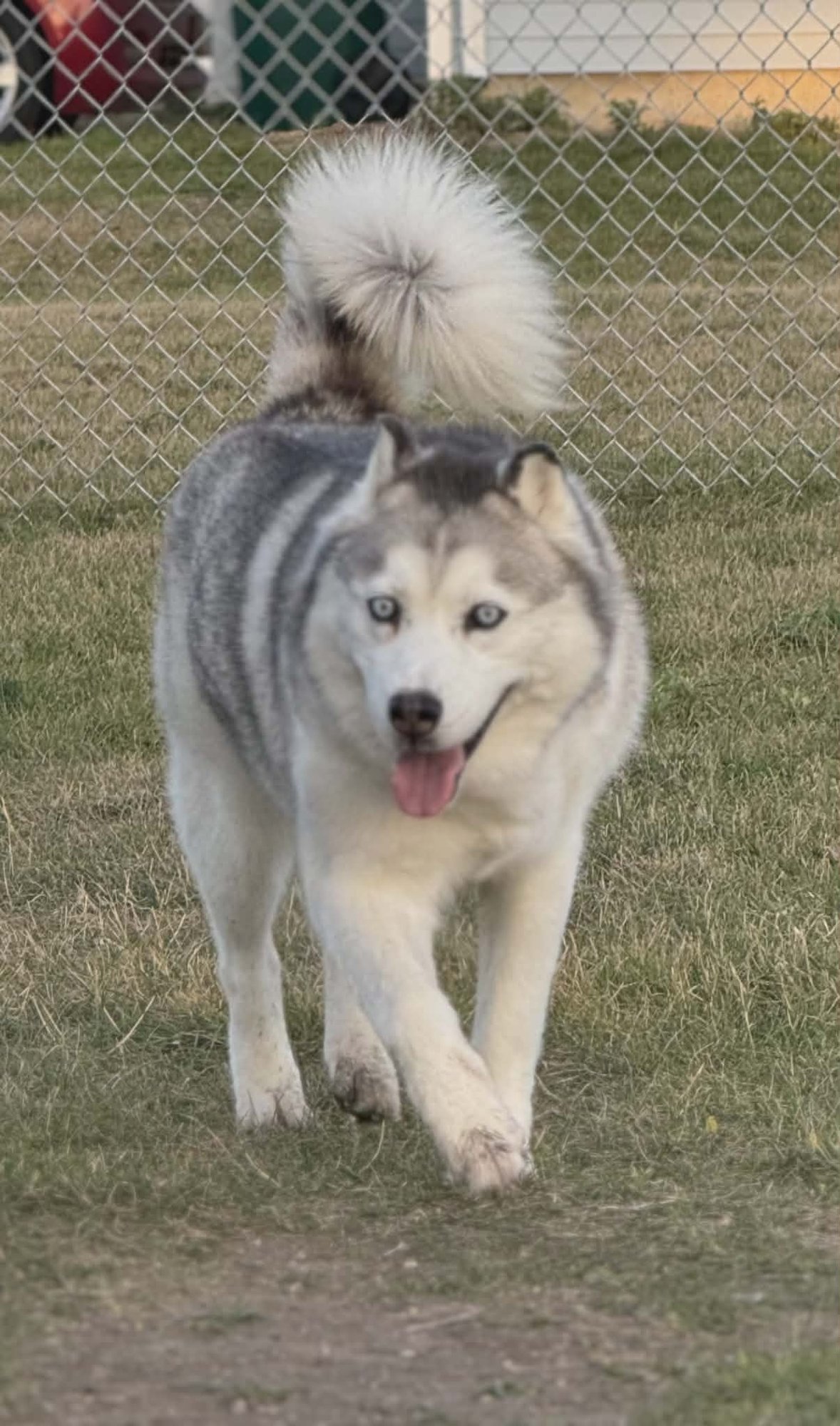 MISHKA - Husky available for adoption
