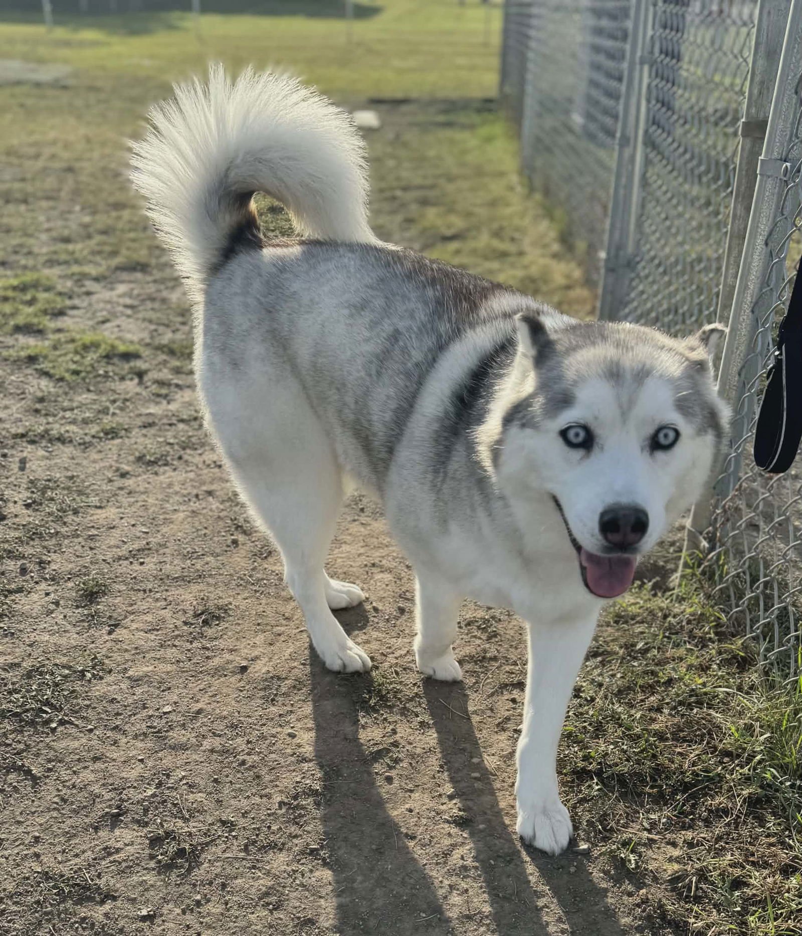MISHKA - Husky available for adoption