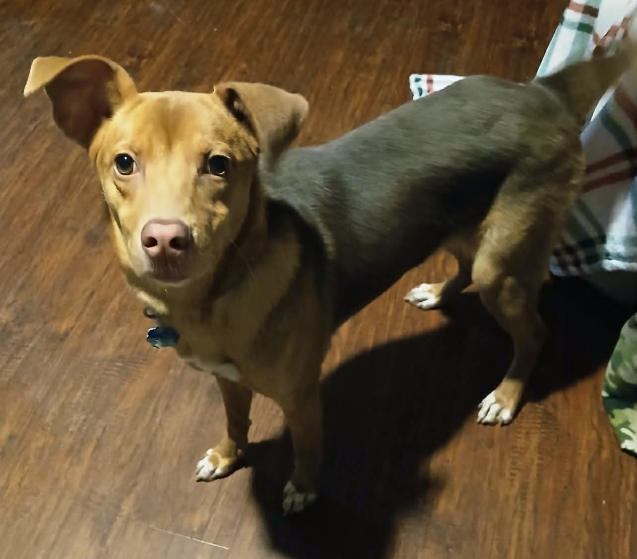 COCO - Terrier / Shepherd available for adoption