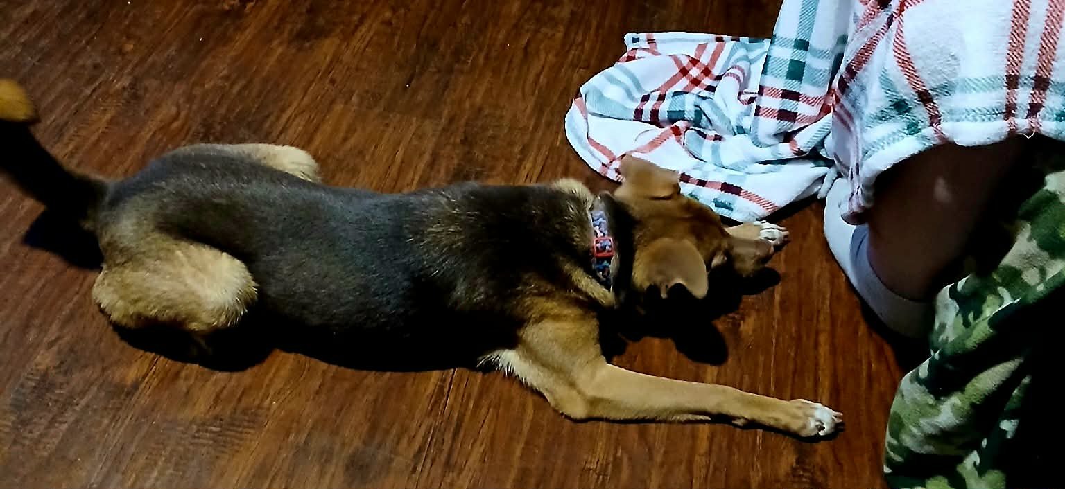 COCO - Terrier / Shepherd available for adoption