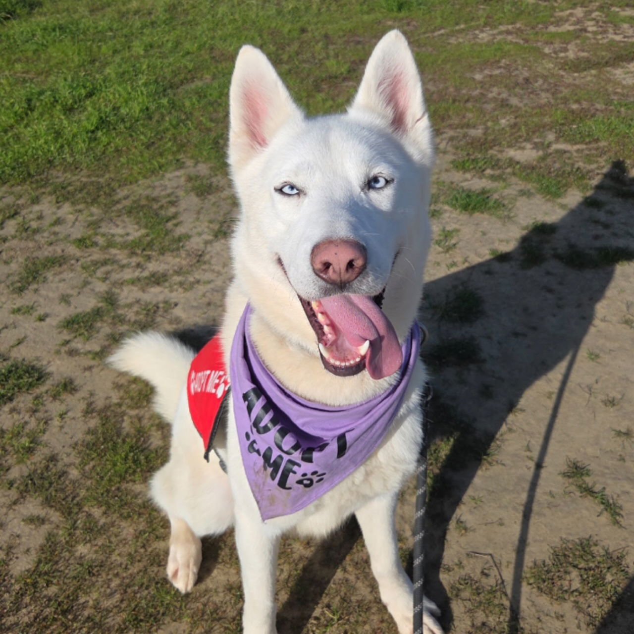 POLAR - Siberian Husky available for adoption