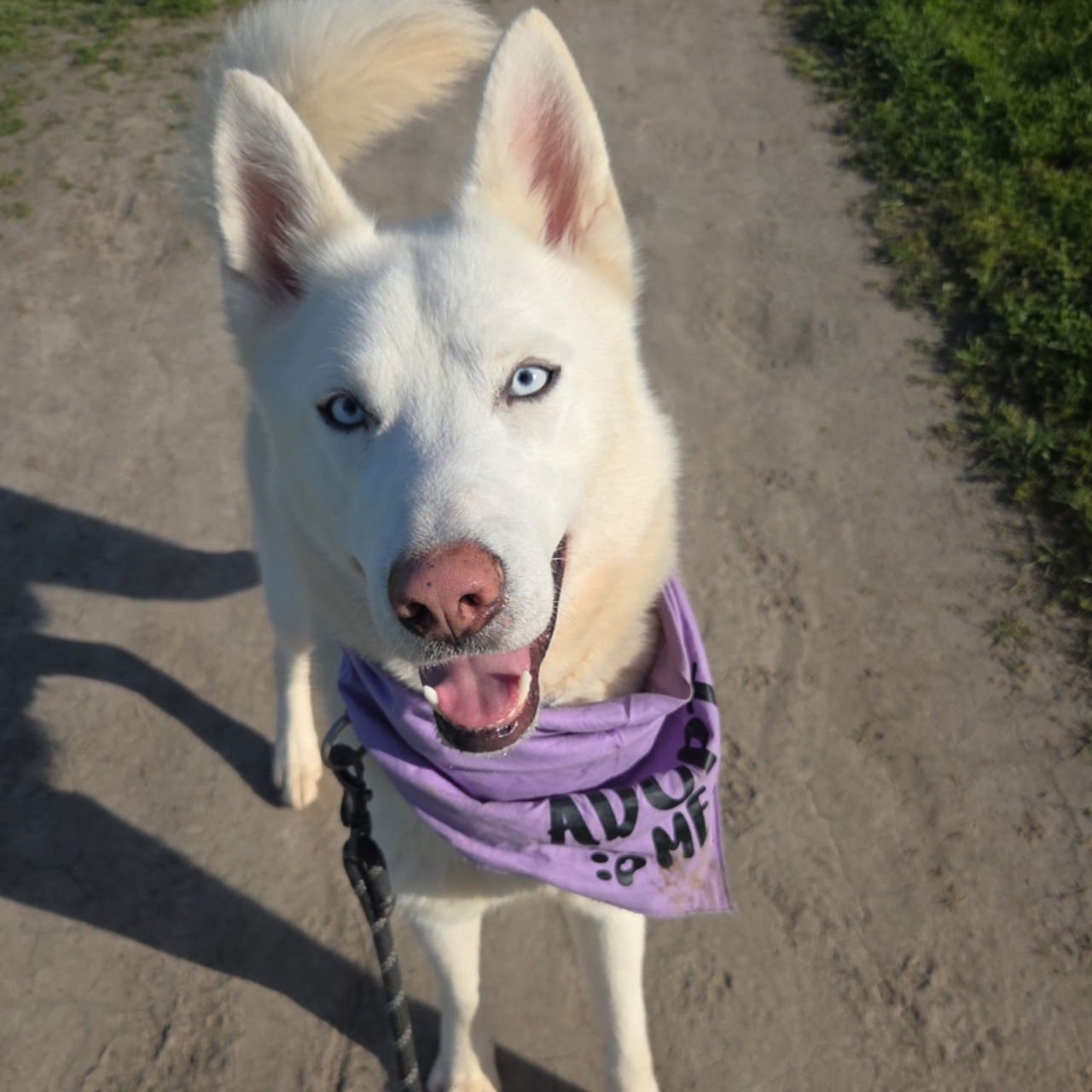 POLAR - Siberian Husky available for adoption
