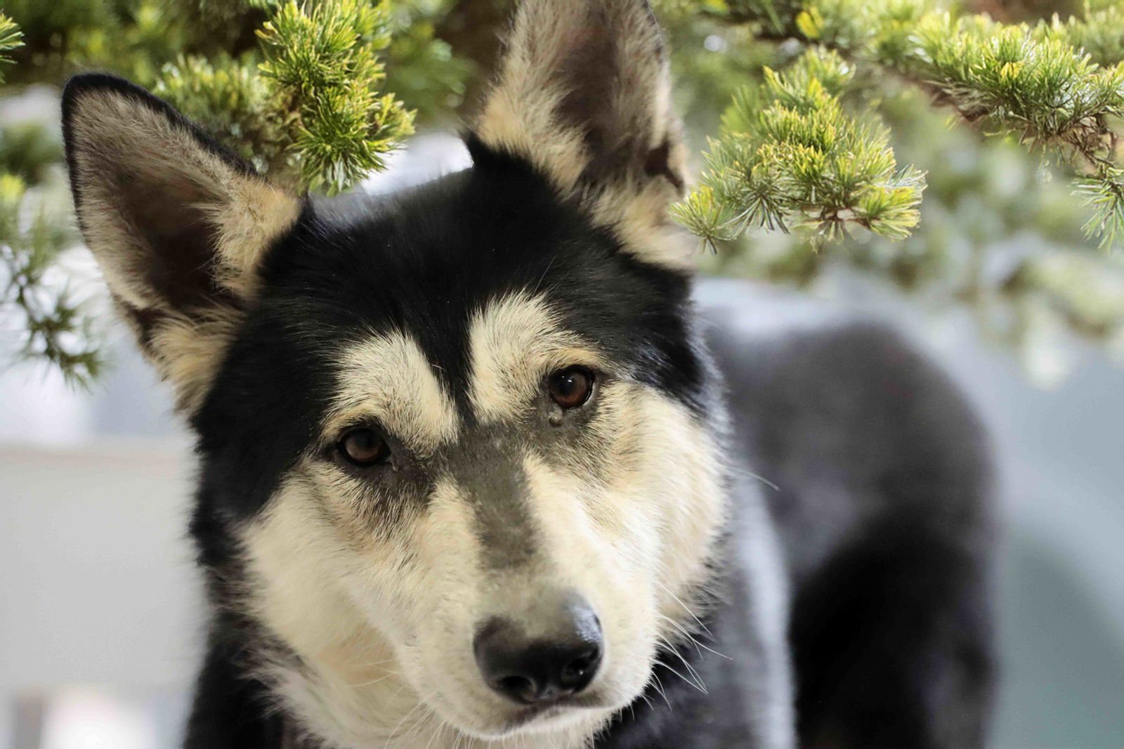 MILTON - Siberian Husky available for adoption