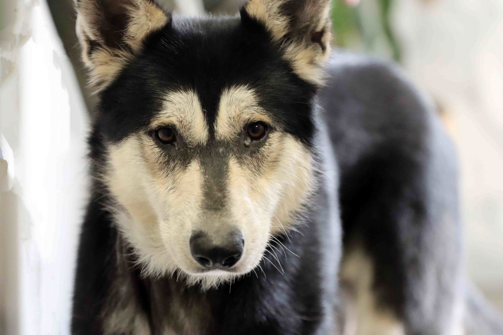 MILTON - Siberian Husky available for adoption