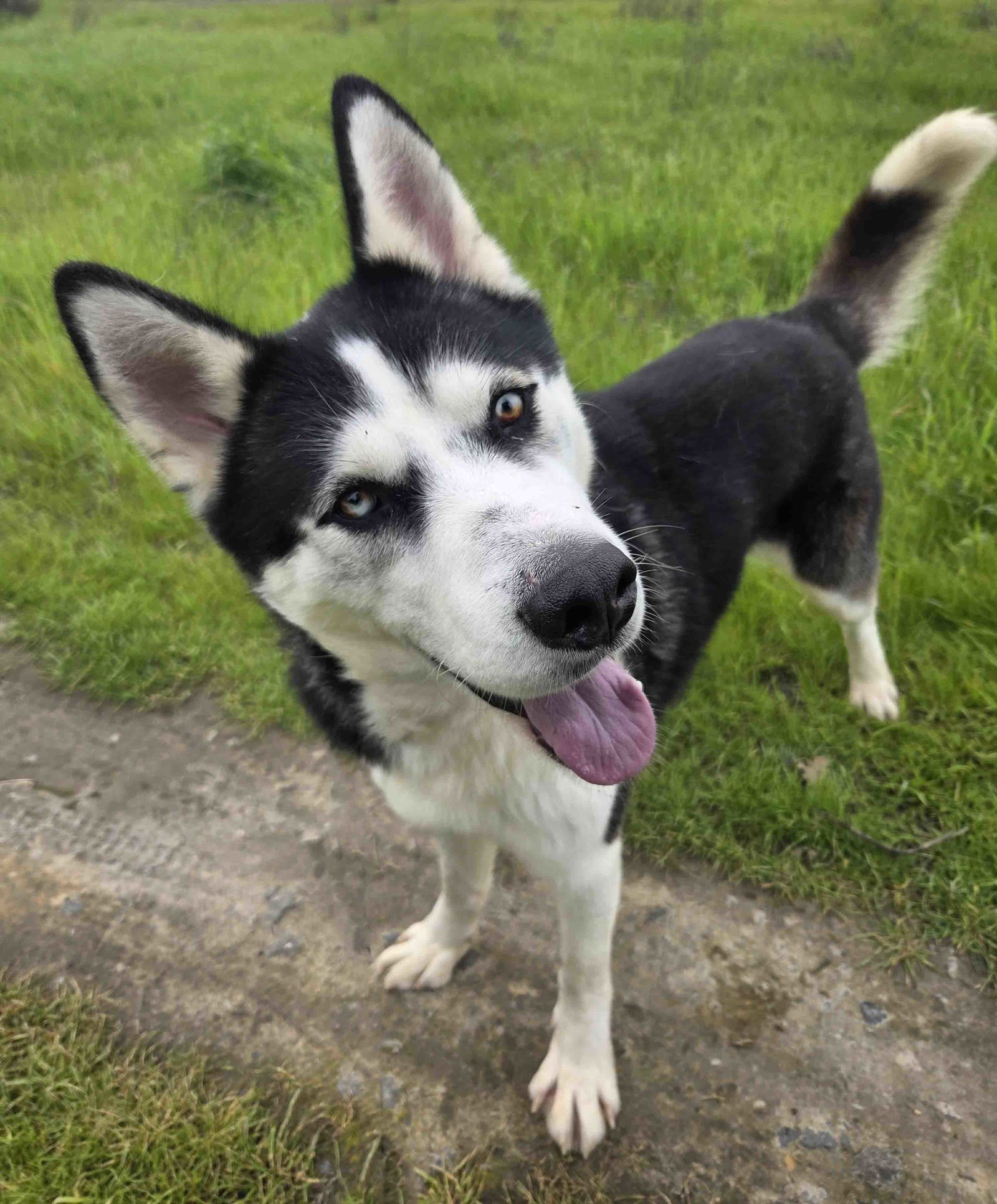 AUSPICIOUS - Siberian Husky available for adoption