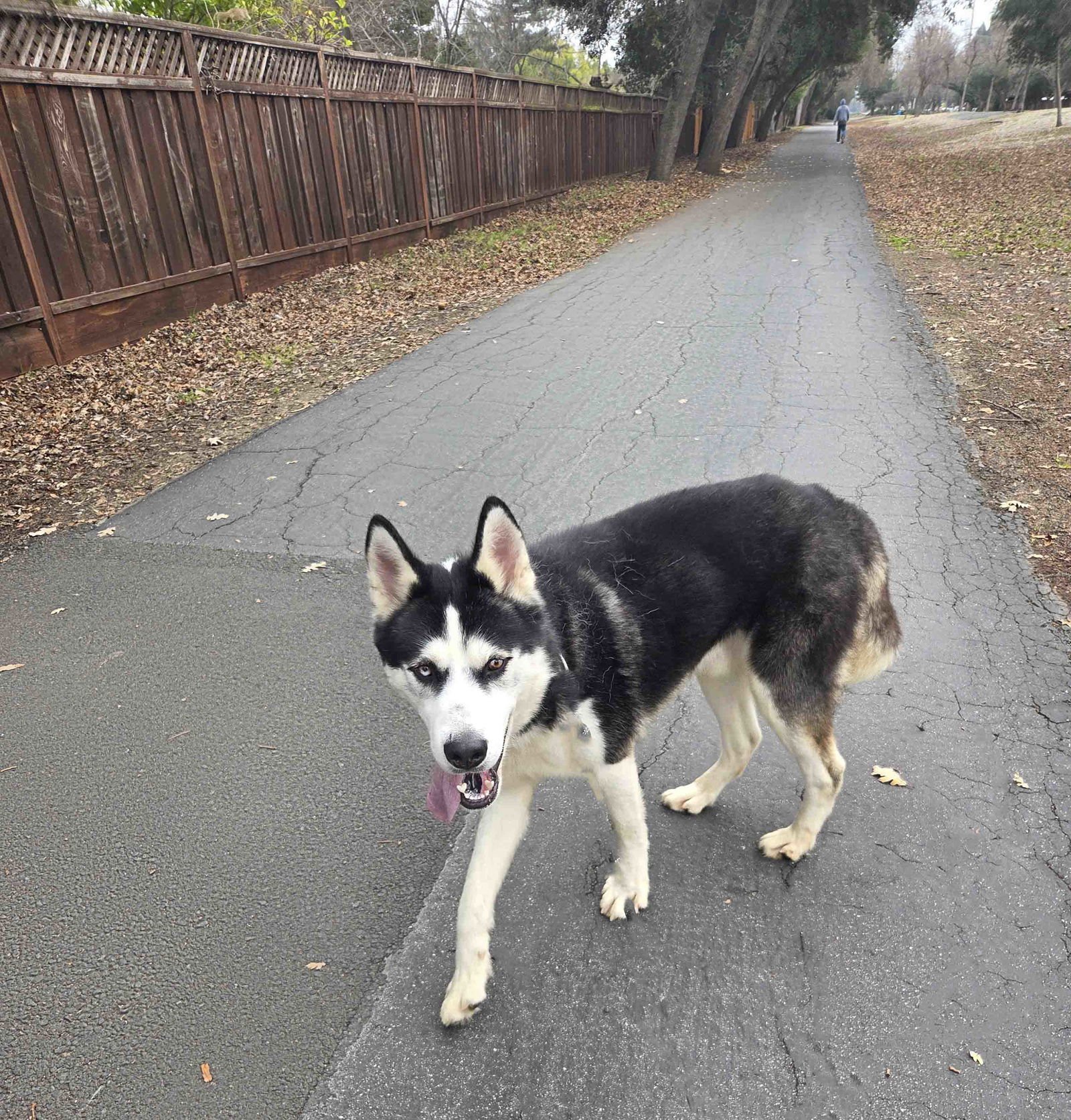 AUSPICIOUS - Siberian Husky available for adoption