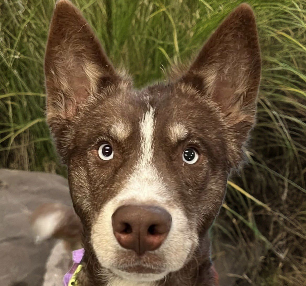 WENDELL - Siberian Husky available for adoption