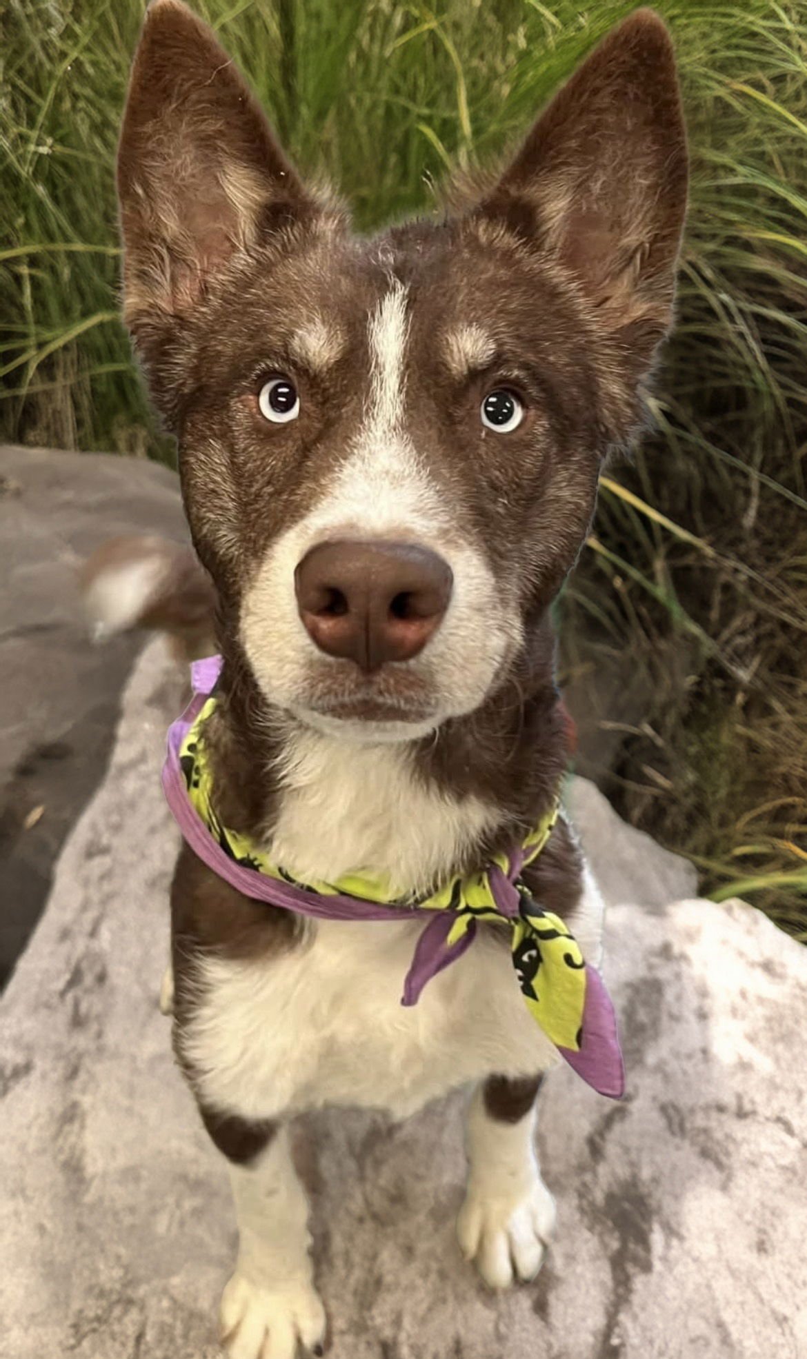WENDELL - Siberian Husky available for adoption