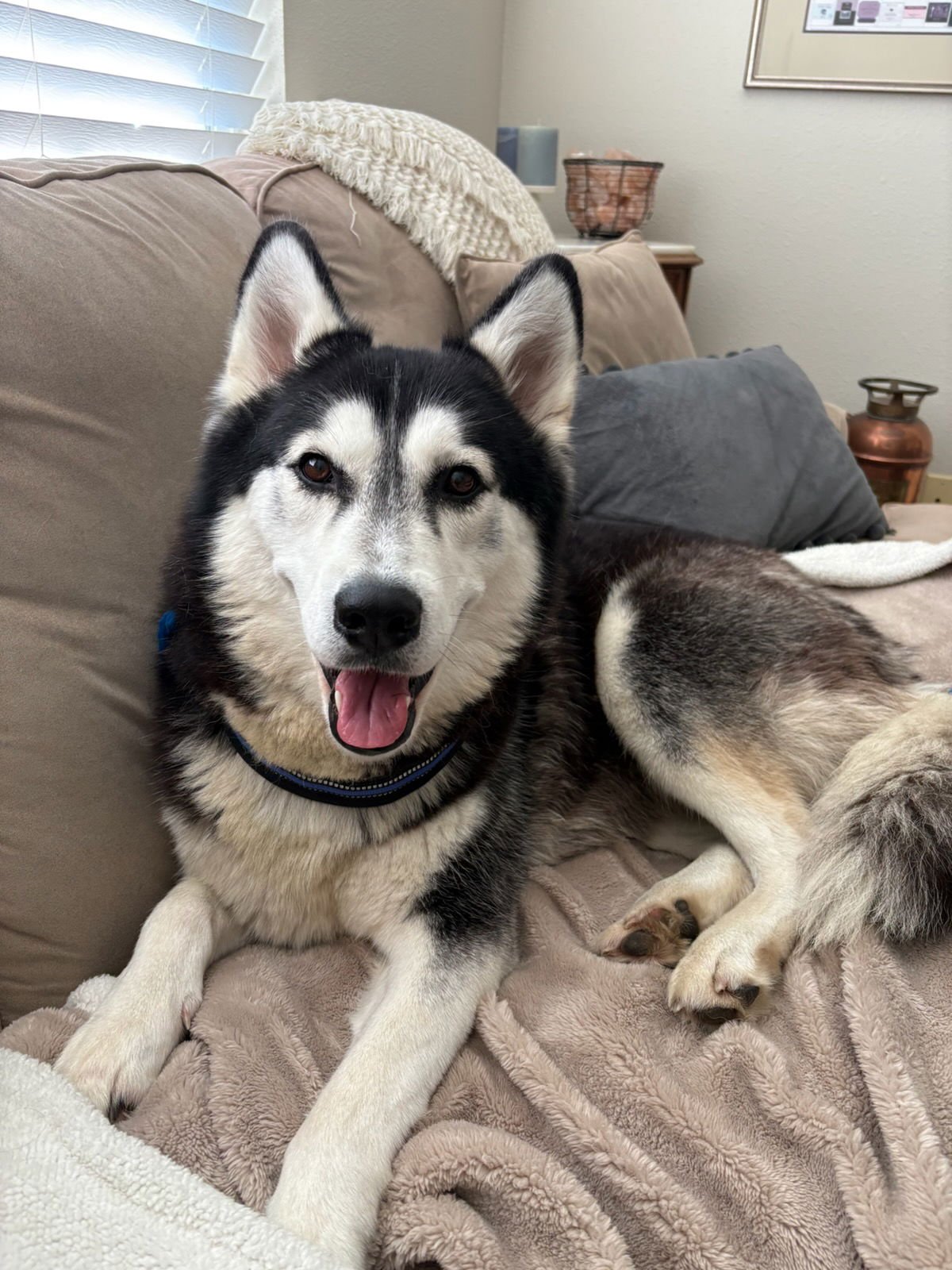 AURORA - Siberian Husky available for adoption