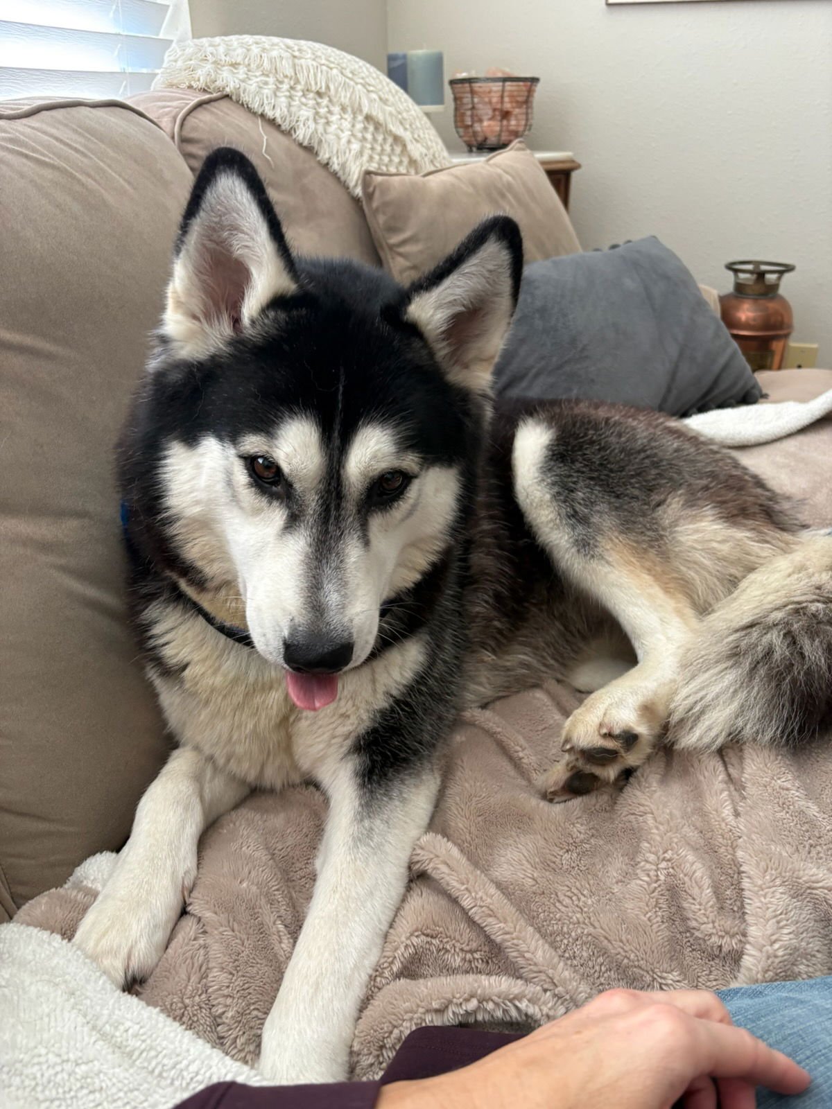 AURORA - Siberian Husky available for adoption