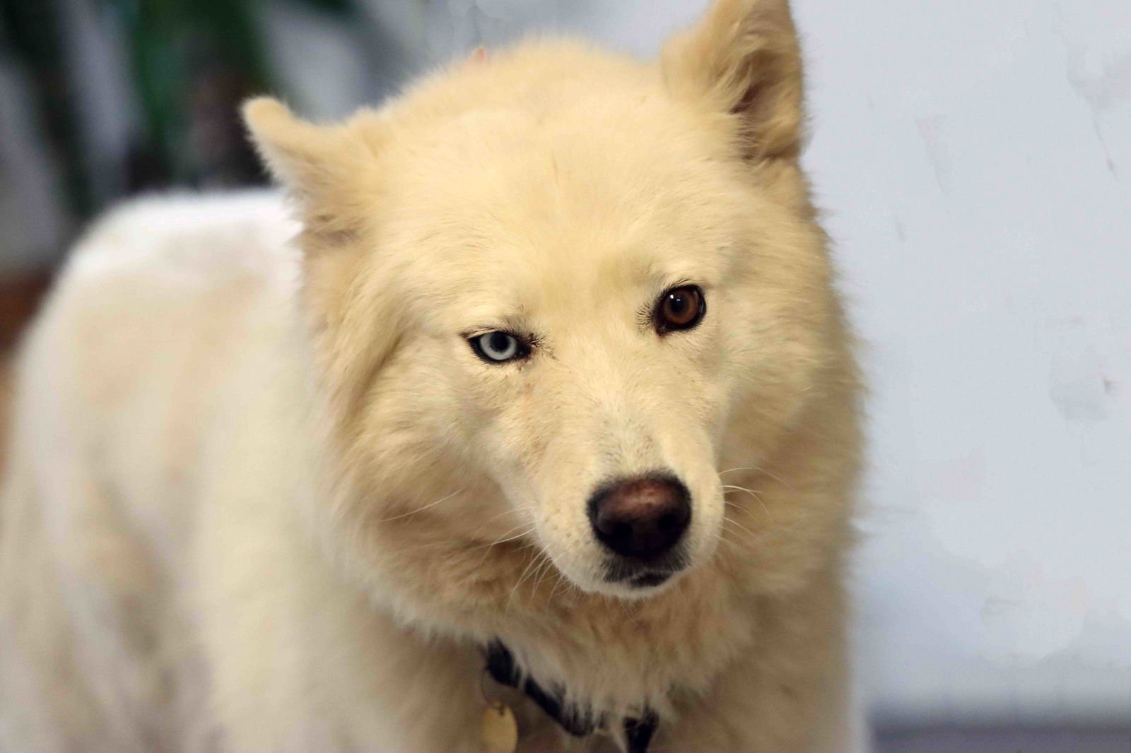 RENEE - Siberian Husky available for adoption