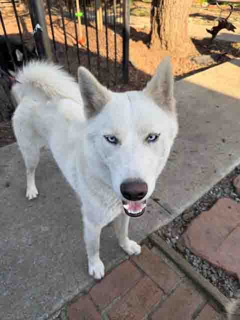 BLAST - Siberian Husky available for adoption