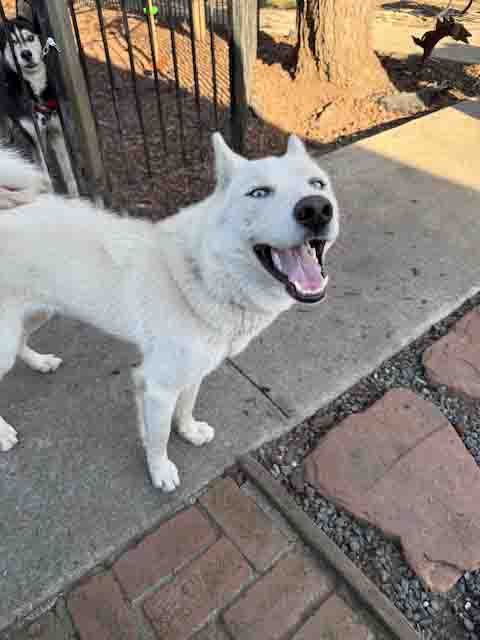 BLAST - Siberian Husky available for adoption