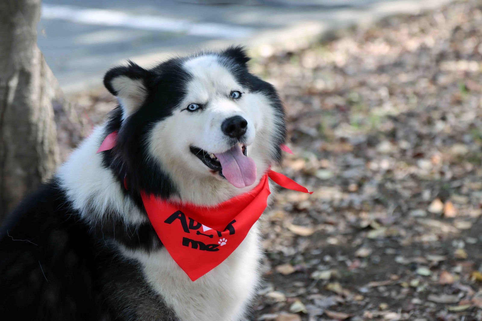OLWEN - Alaskan Malamute / Siberian Husky available for adoption