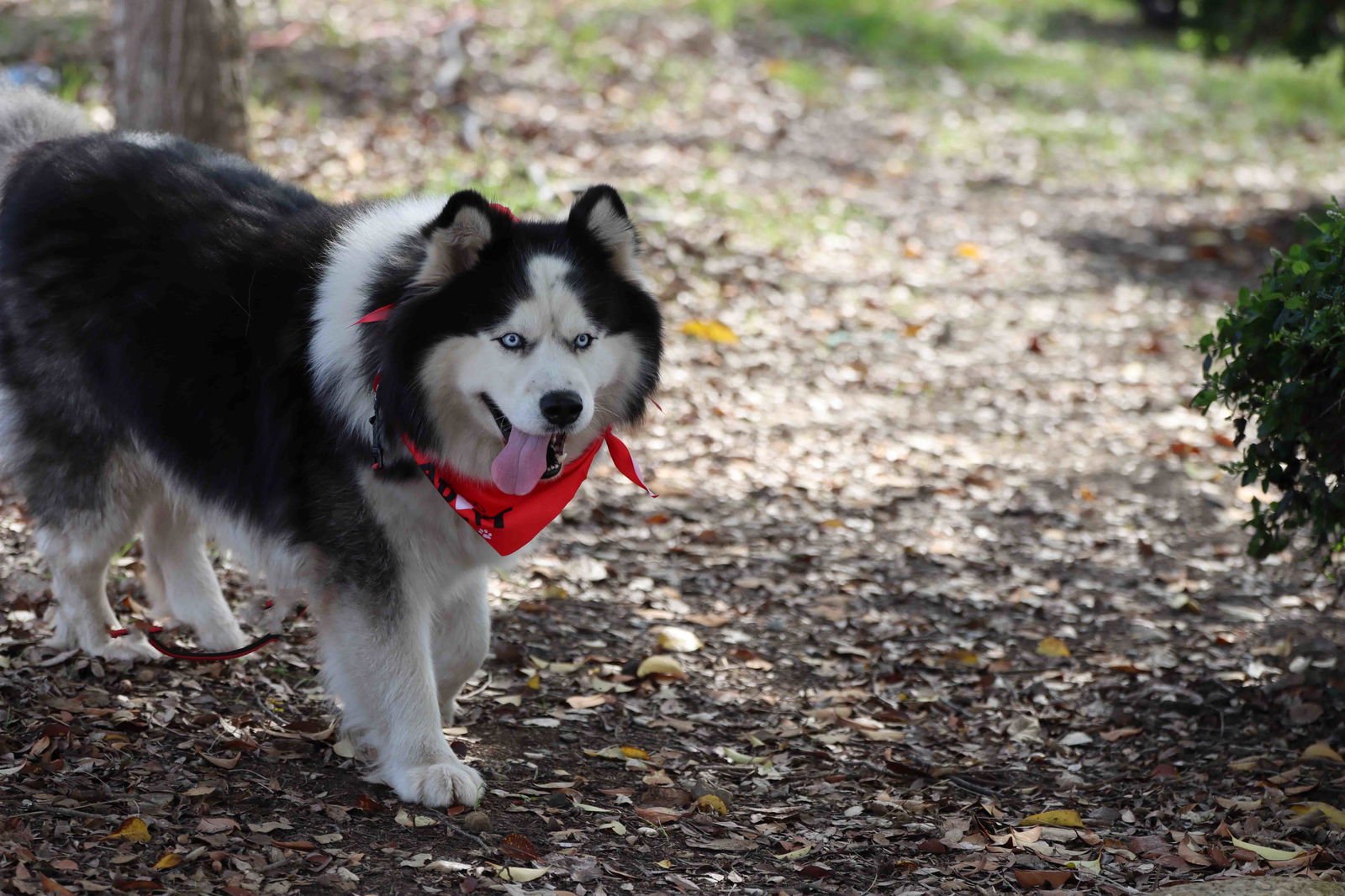 OLWEN - Alaskan Malamute / Siberian Husky available for adoption
