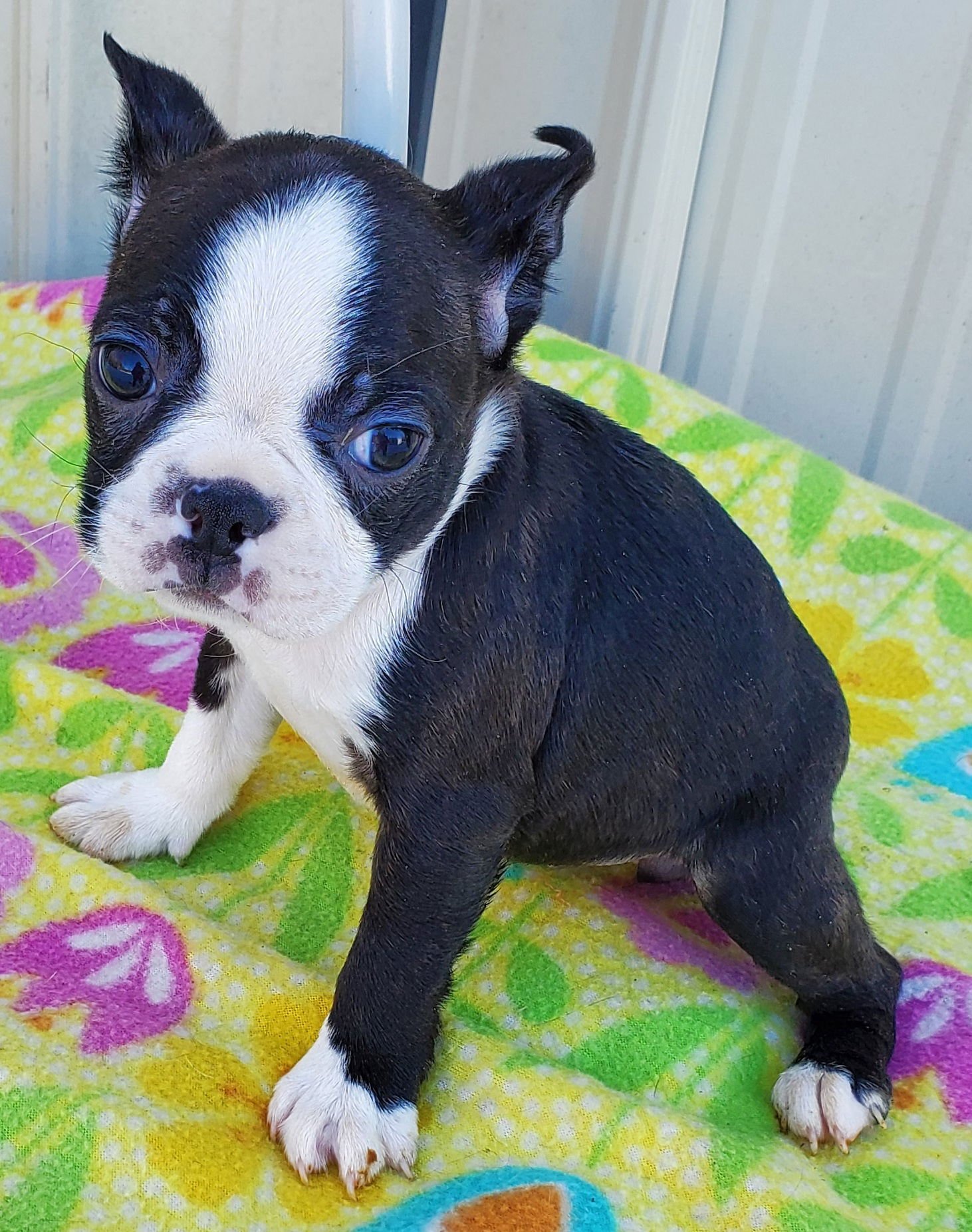 PANDA - Boston Terrier available for adoption