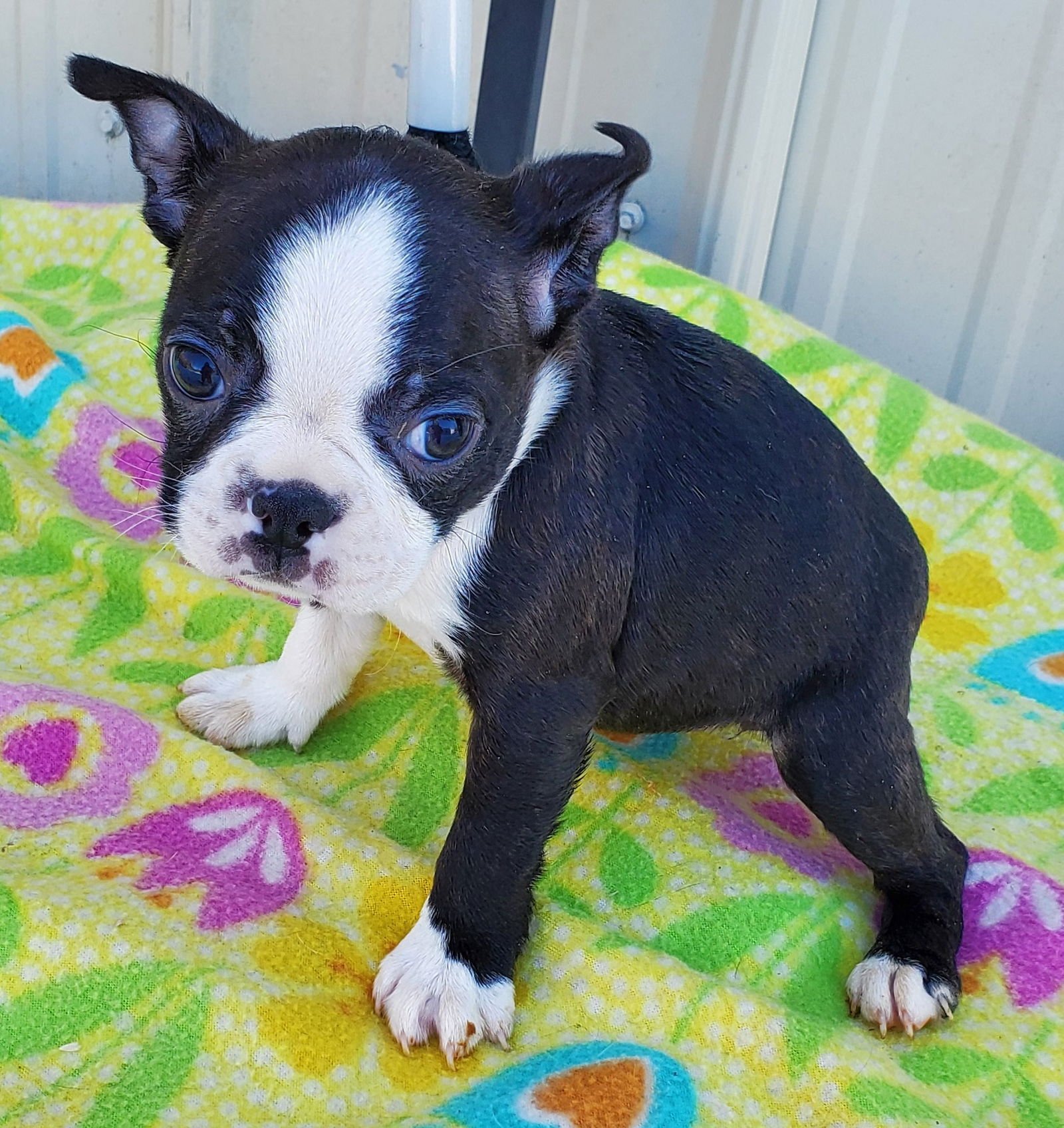 PANDA - Boston Terrier available for adoption