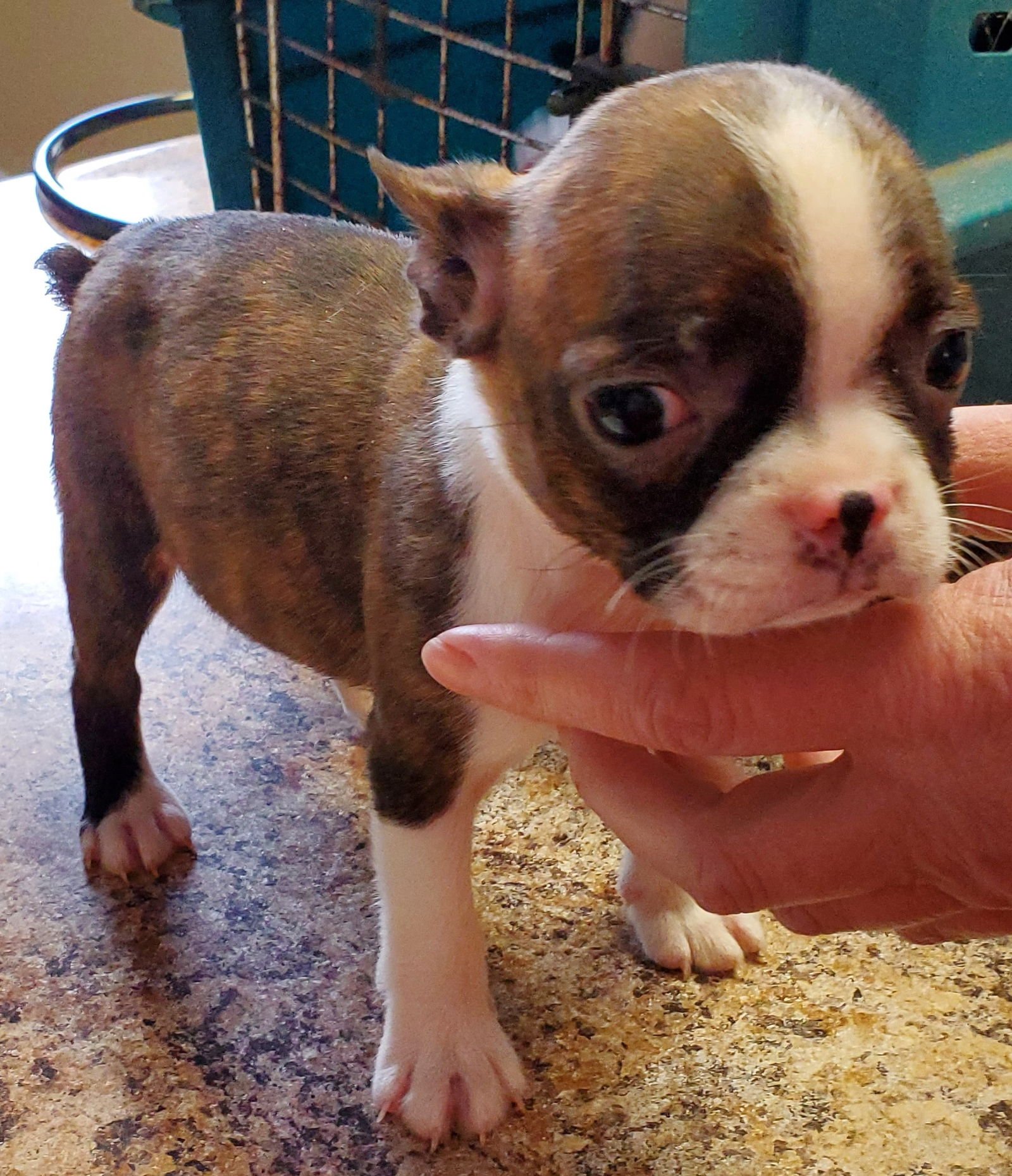 TABBY - Boston Terrier available for adoption