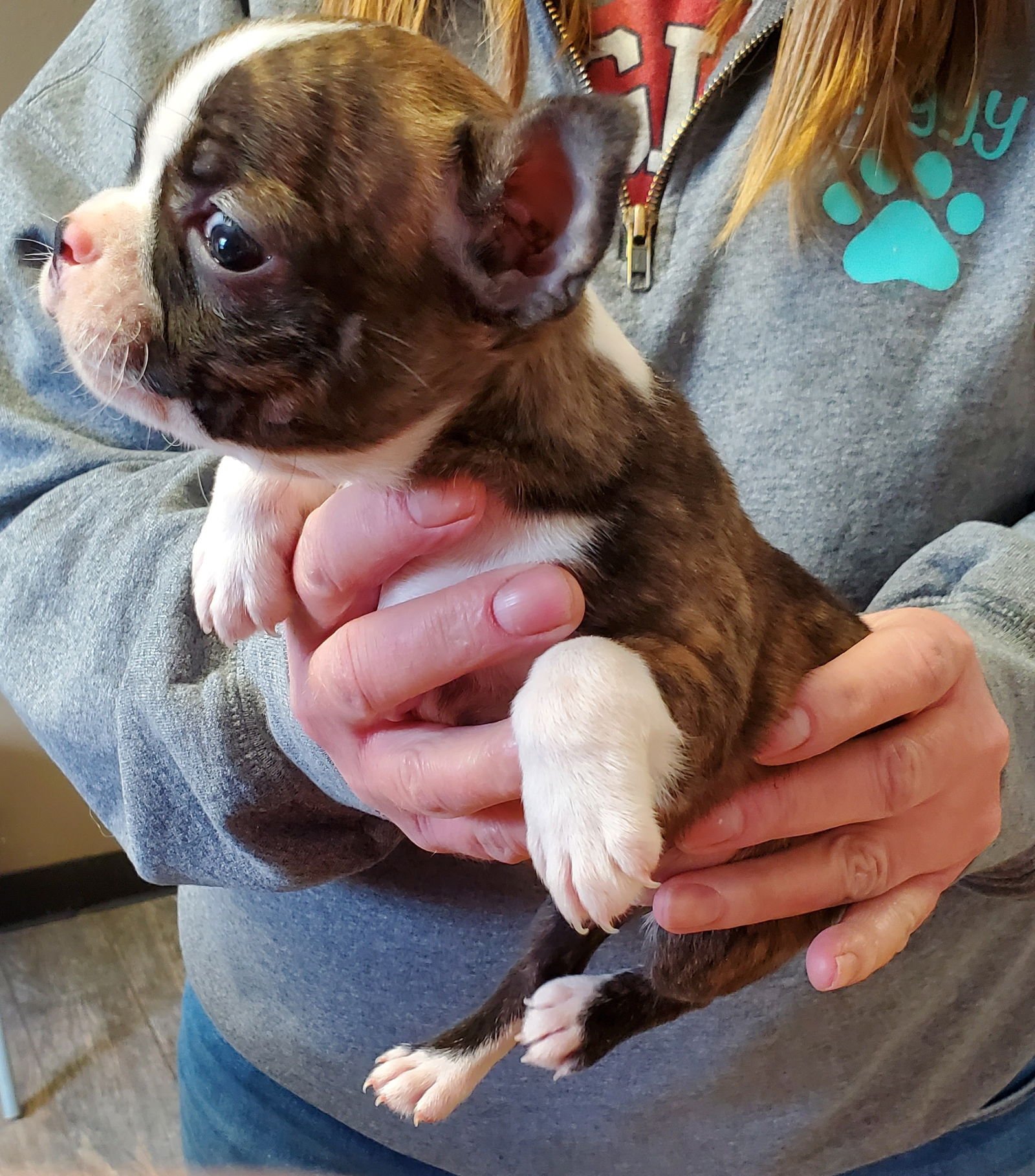 TABBY - Boston Terrier available for adoption