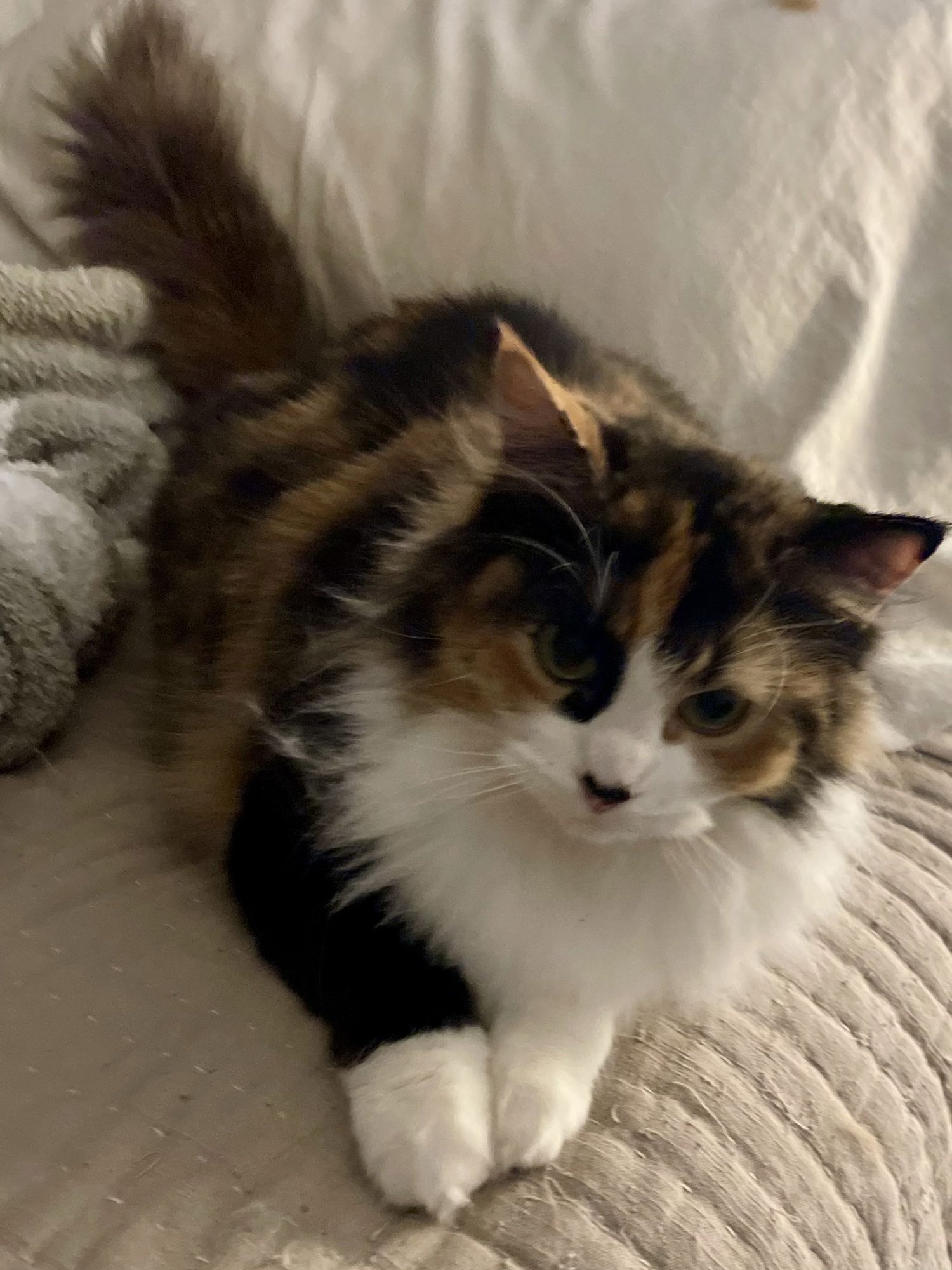 CANNOLI - Domestic Medium Hair / Calico available for adoption