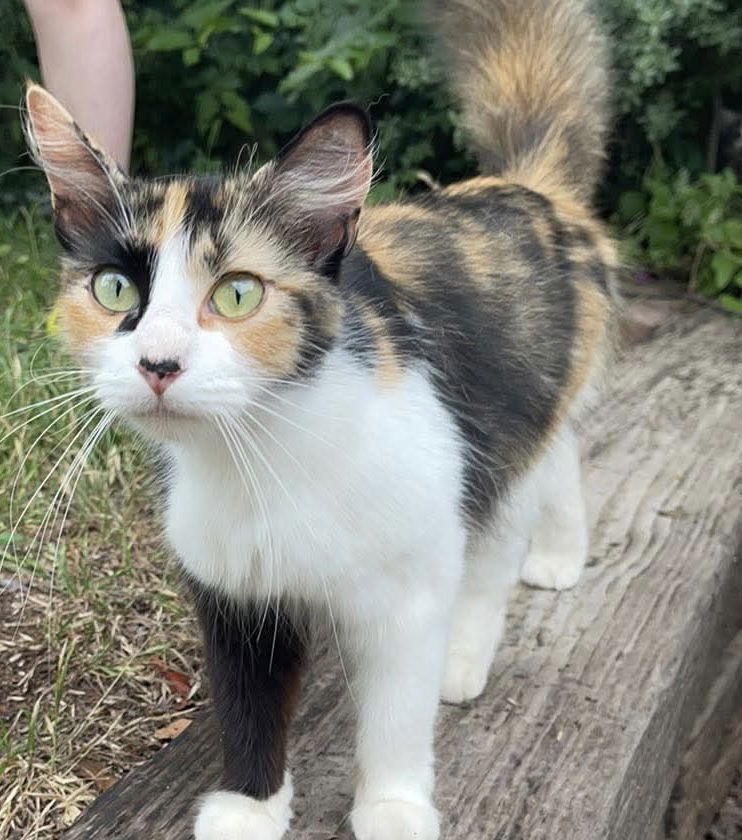 CANNOLI - Domestic Medium Hair / Calico available for adoption