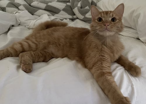 SORBET - Domestic Medium Hair / Tabby available for adoption