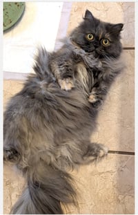 Hilda - Photo 1