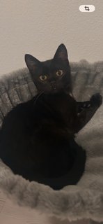 VELLA - Domestic Short Hair available for adoption