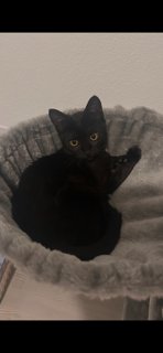 VELLA - Domestic Short Hair available for adoption