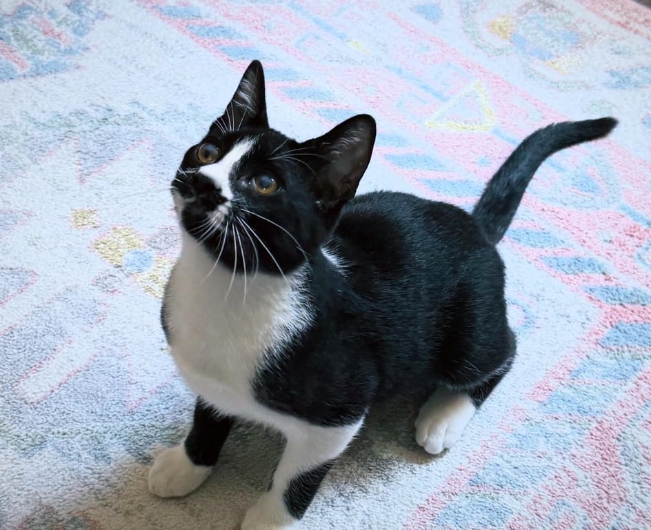 Pepper Image