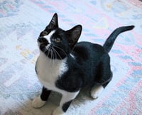 Pepper - Photo 1