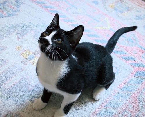 PEPPER - Domestic Short Hair / Tuxedo available for adoption