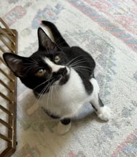 Pepper - Photo 2