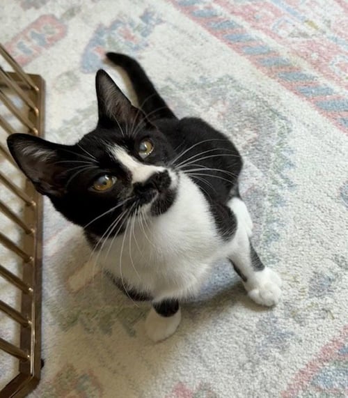 PEPPER - Domestic Short Hair / Tuxedo available for adoption