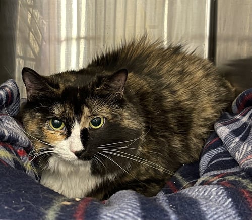 GRIZABELLA - Calico / Domestic Medium Hair available for adoption