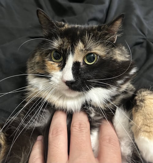 GRIZABELLA - Calico / Domestic Medium Hair available for adoption