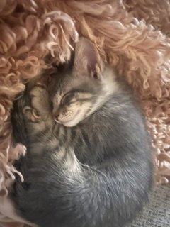 PICKLES - Domestic Short Hair available for adoption