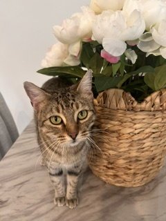CAROLINE - Domestic Short Hair for adoption in McKinney