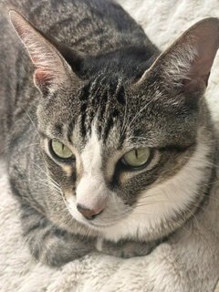 PINE CONE - Domestic Short Hair available for adoption