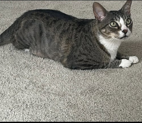 PINE CONE - Domestic Short Hair available for adoption