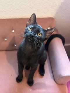 KERMIT - Domestic Short Hair available for adoption