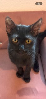 KERMIT - Domestic Short Hair available for adoption