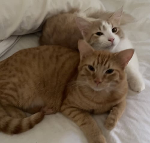 BISCOTTI - Domestic Short Hair / Tabby for adoption in Fort Worth