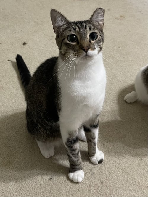 BRUTUS - Domestic Short Hair available for adoption