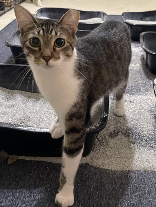 BRUTUS - Domestic Short Hair available for adoption