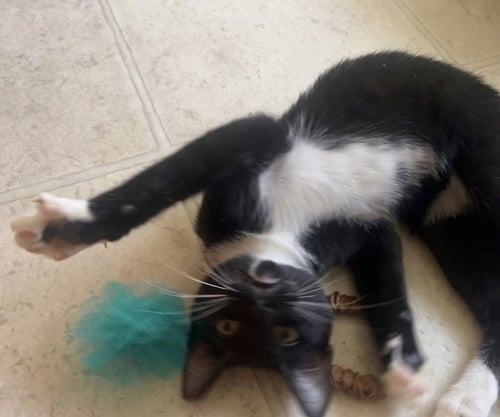 BUD - Domestic Short Hair / Tuxedo available for adoption