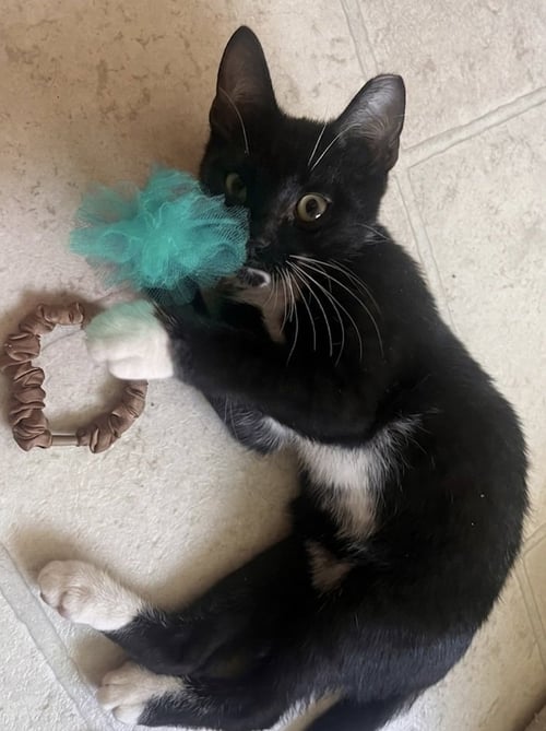 BUD - Domestic Short Hair / Tuxedo available for adoption